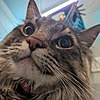 RobynLynx's avatar