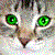 rockkat's avatar