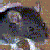 rodent347's avatar