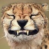 Roondi-Doondi's avatar