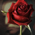 RosaHydrangea's avatar