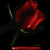 Rose-the-Fallen's avatar