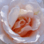 rosebud2267's avatar
