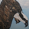 rosegirouard's avatar
