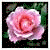 roses23's avatar