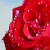 RosesRRed89's avatar
