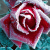 RoseWater11's avatar
