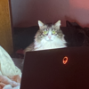 RosleinRot's avatar