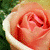 Rosy-Petals's avatar