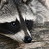 RowdyRaccoon12's avatar