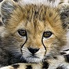 Ruby-The-Cheetah's avatar
