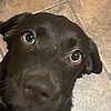 RyanJamesHarris's avatar