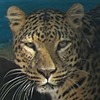 Sabreleopard's avatar