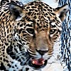 Sabreleopard's avatar