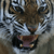 SafarisSanctuary's avatar