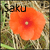Sakurette's avatar