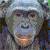 same-player's avatar