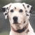 sandwedge's avatar