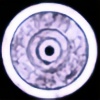 SapienObscura's avatar