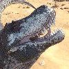 Saurian-Shade's avatar
