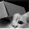 schrodingersnextcat's avatar