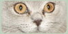 Scottish-Fold-Cats's avatar