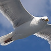 Seagull111's avatar