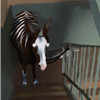 seg-lid's avatar