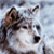 shadow-wolf-72's avatar