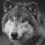 shadus's avatar