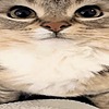 shantane's avatar