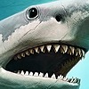 SharkRazor366's avatar