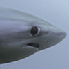 SharkyStep's avatar