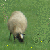 Sheep-Lovers-Club's avatar