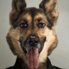 Shepherd-Faced's avatar
