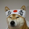 ShibaShinobi's avatar