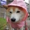 shibasmiles's avatar