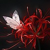 shini0818's avatar