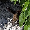 Shirubia8's avatar