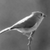 Shutterfinch's avatar