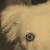 shutterhound's avatar
