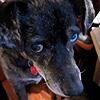 Siamesetiger178's avatar