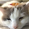 SillyGuyWhoIsSilly's avatar