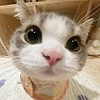 sillylilkitty's avatar