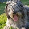 Silver-Sheepdog's avatar