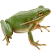 simplefrog's avatar