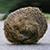 SkepticalHedgehog's avatar