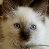 Sketcherzz's avatar