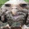 skinkwrangler's avatar