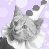 SkittleKitty123's avatar